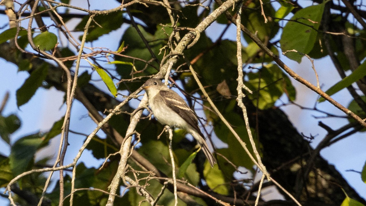 Eastern Wood-Pewee - ML641804895