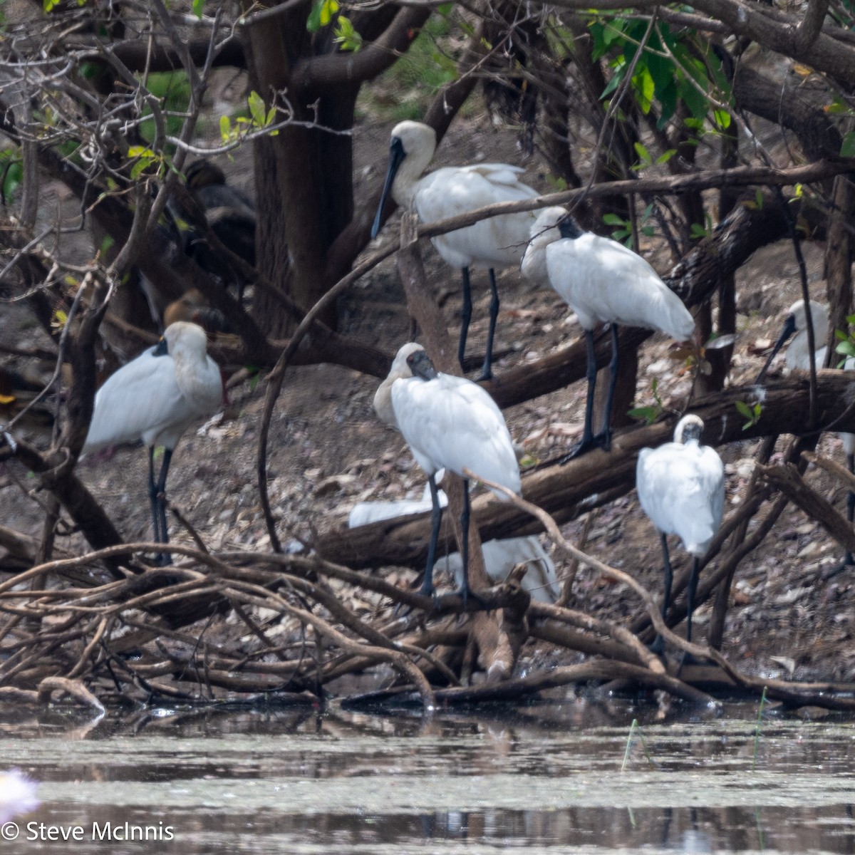 Royal Spoonbill - ML641804902