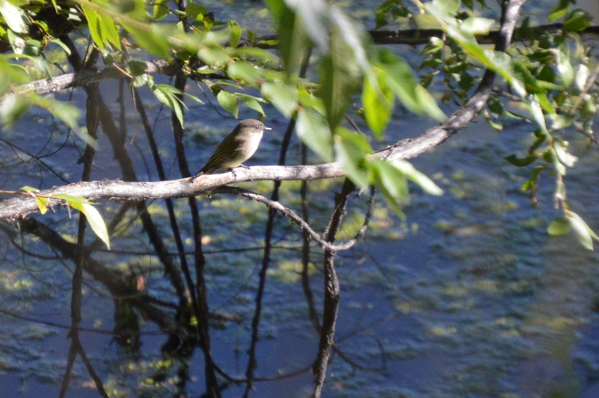 Eastern Phoebe - ML641804909