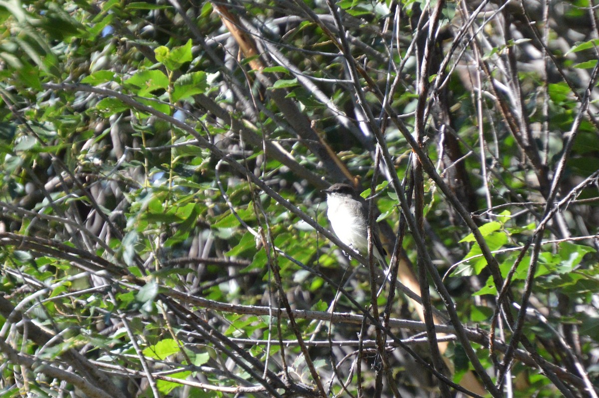 Eastern Phoebe - ML641804910