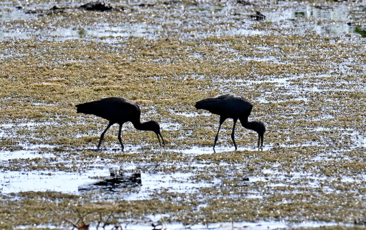 Glossy Ibis - ML641804963