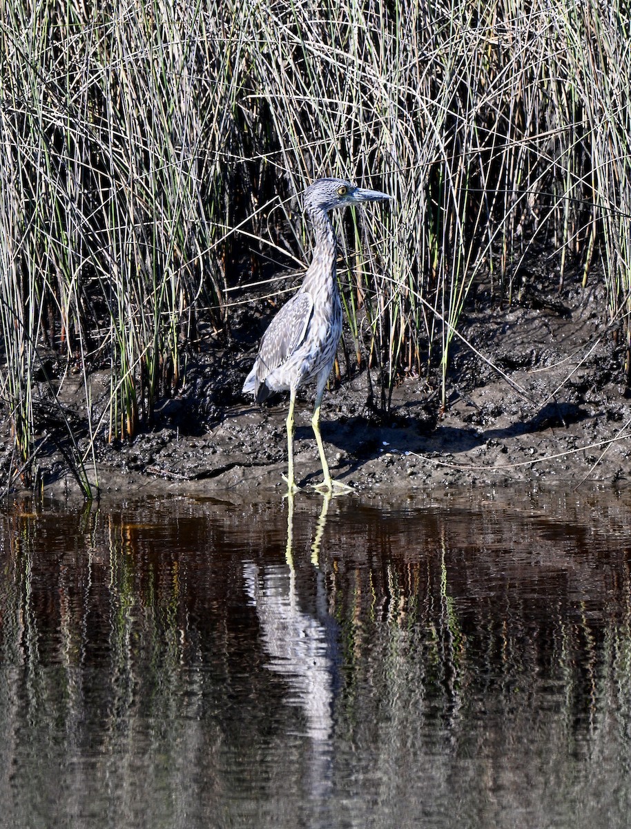 Yellow-crowned Night Heron - ML641804981