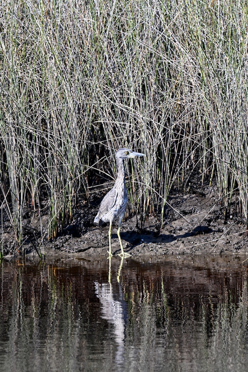 Yellow-crowned Night Heron - ML641804982