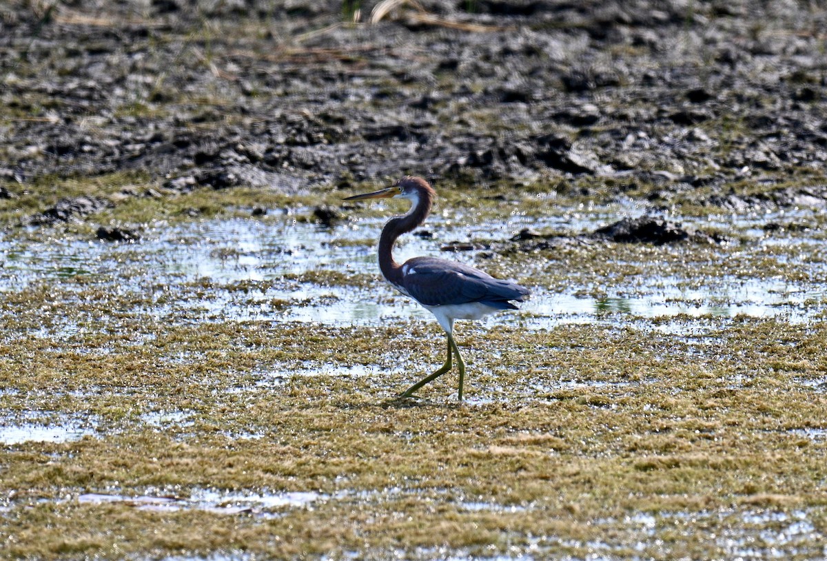 Tricolored Heron - ML641804989