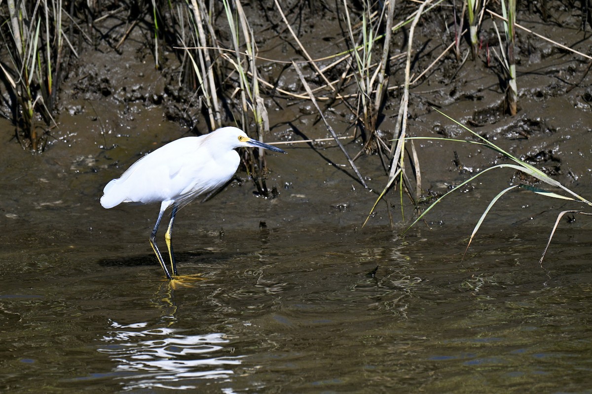 Snowy Egret - ML641805006