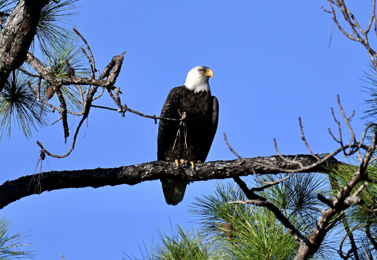 Bald Eagle - ML641805034