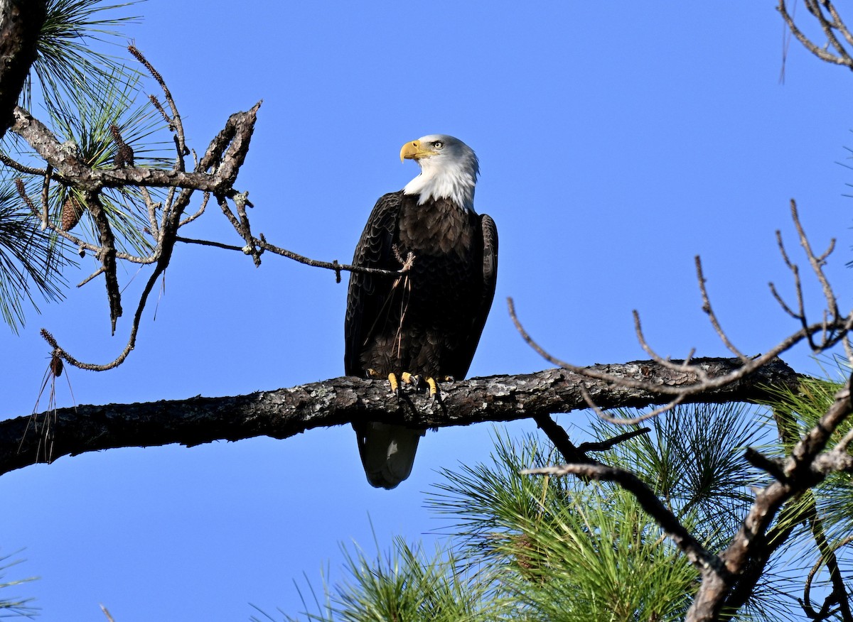 Bald Eagle - ML641805035