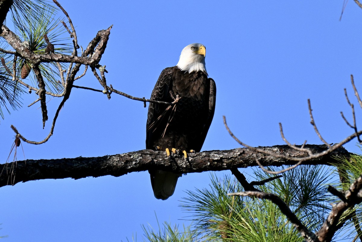 Bald Eagle - ML641805036