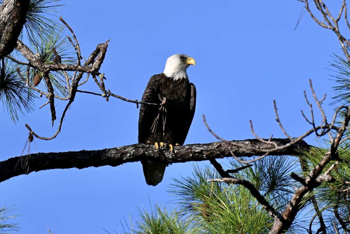 Bald Eagle - ML641805037