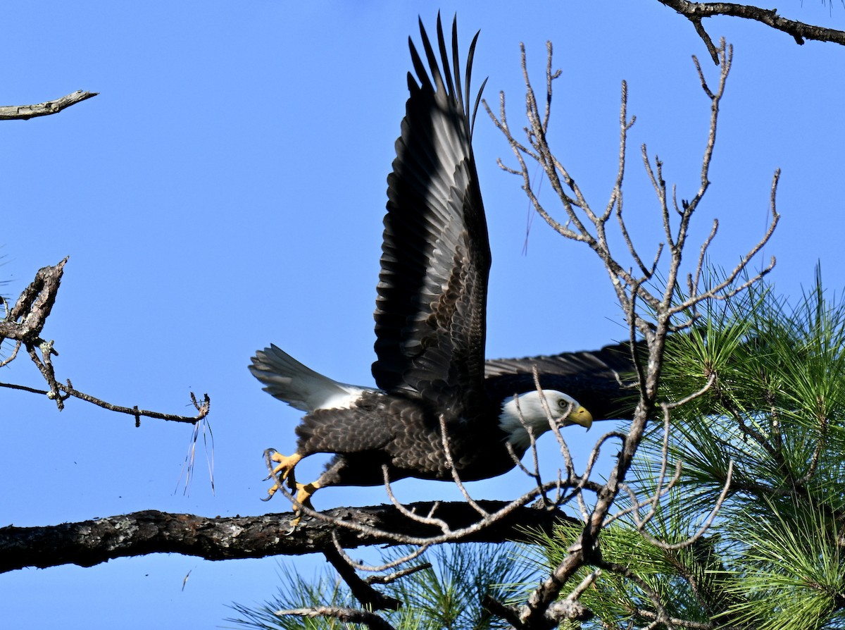 Bald Eagle - ML641805038