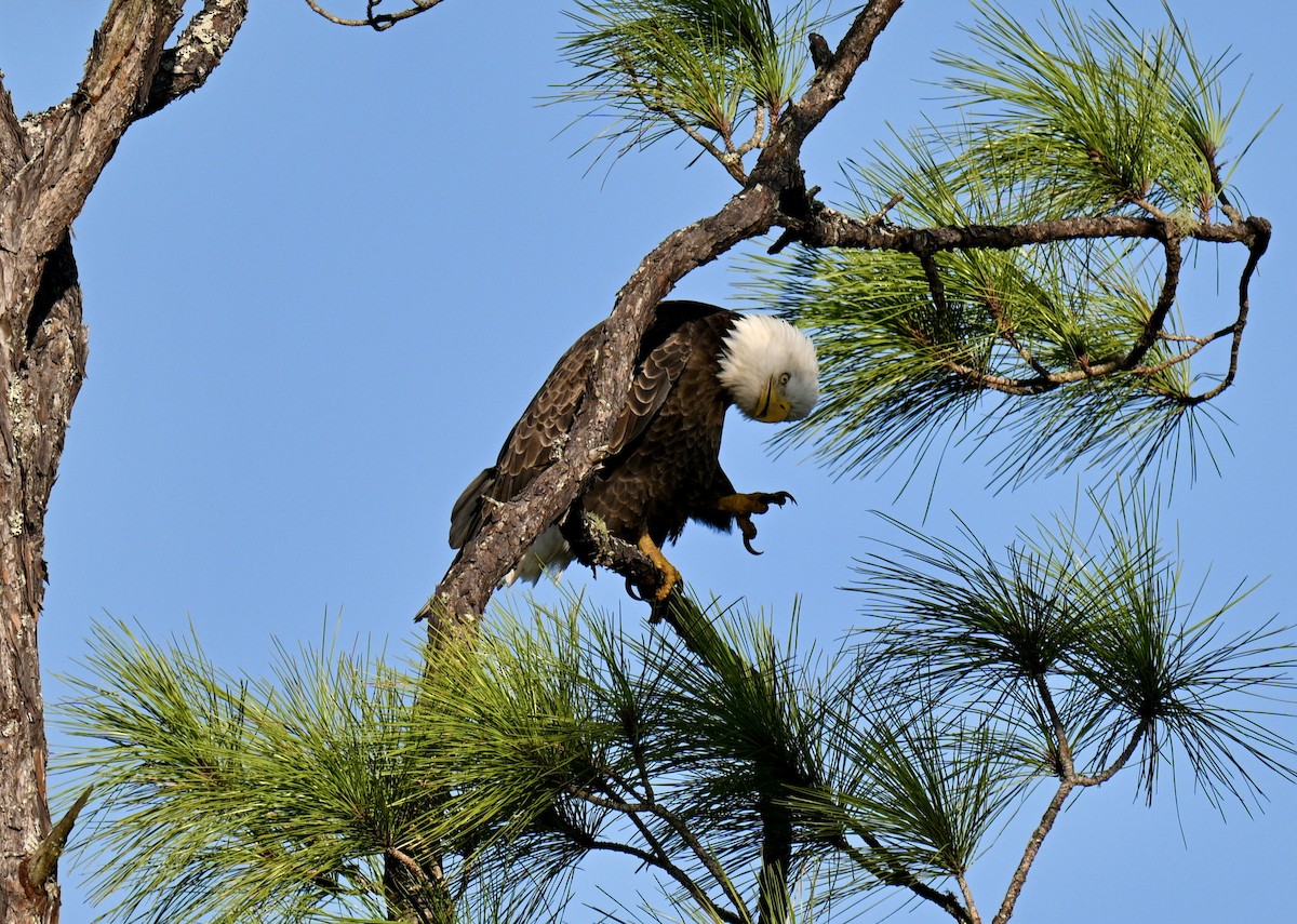 Bald Eagle - ML641805039