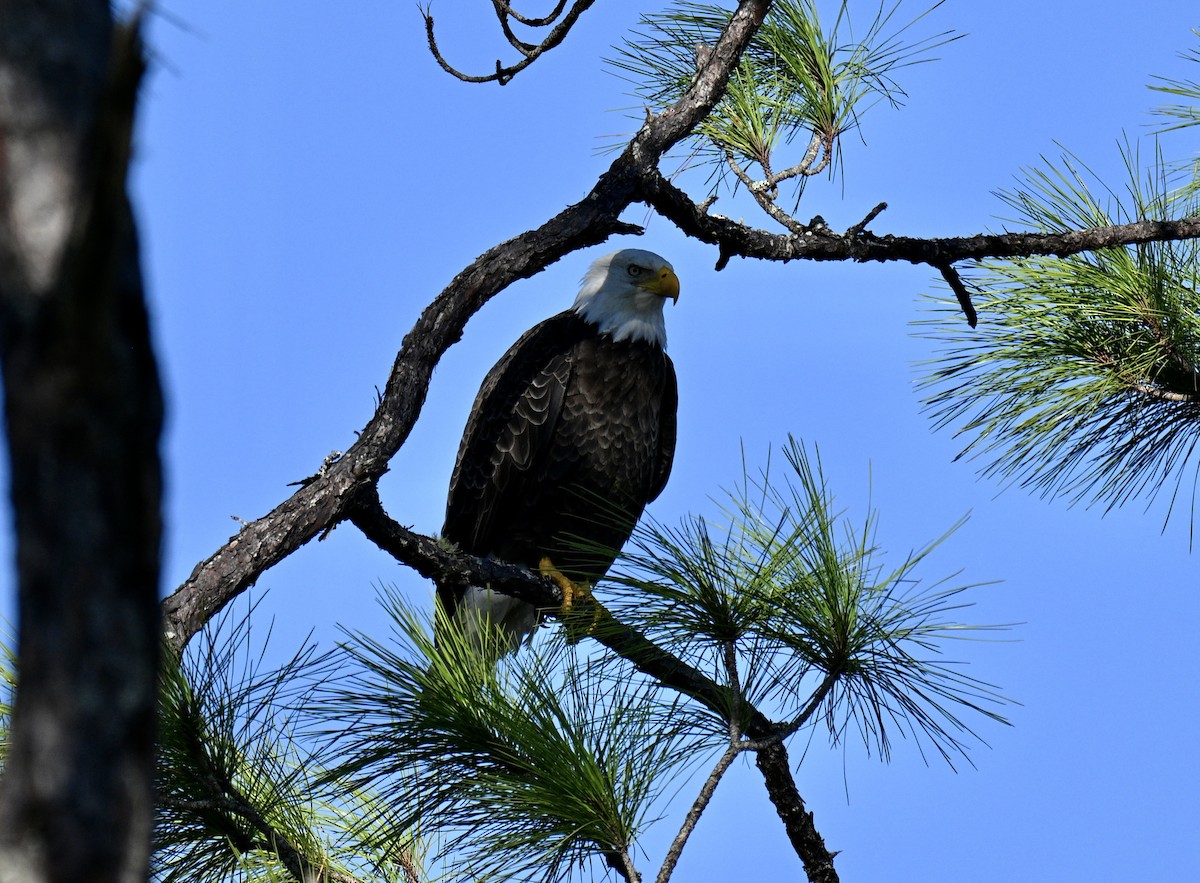 Bald Eagle - ML641805040