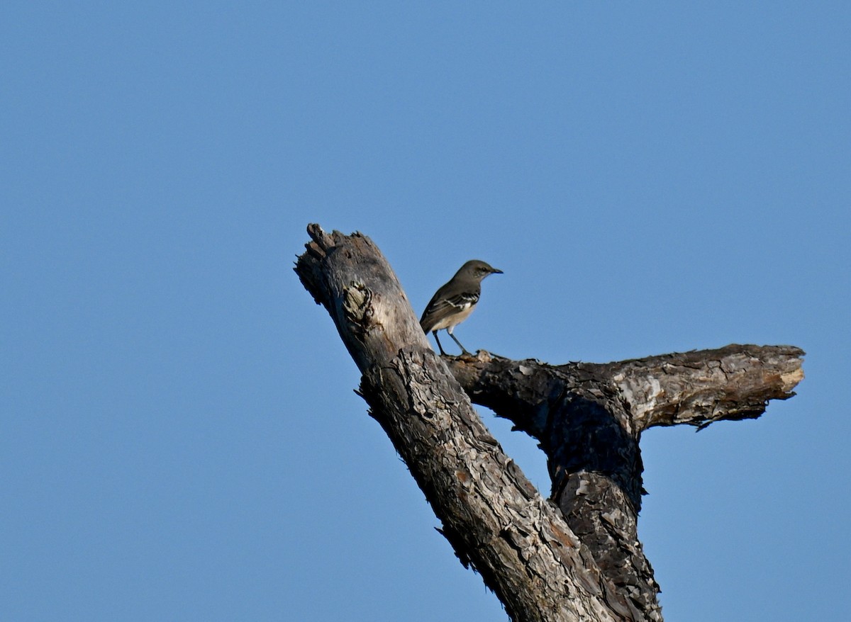 Northern Mockingbird - ML641805061