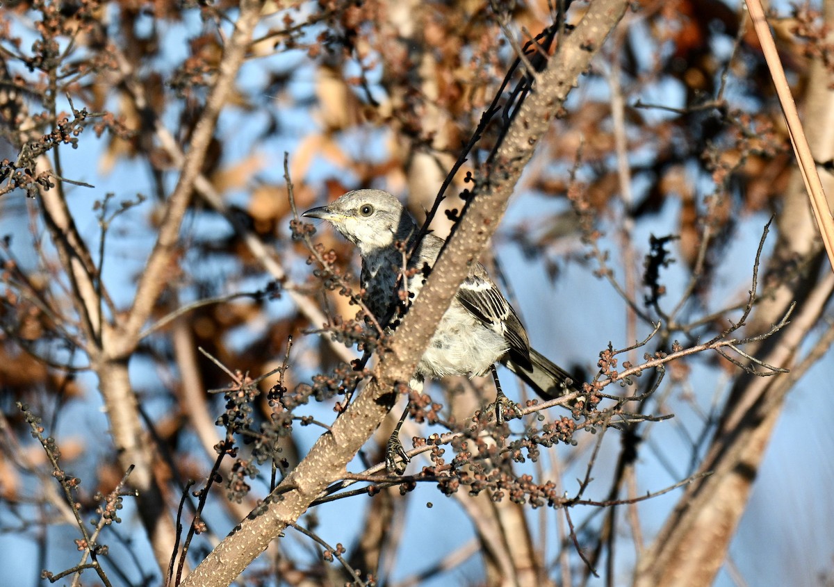 Northern Mockingbird - ML641805062
