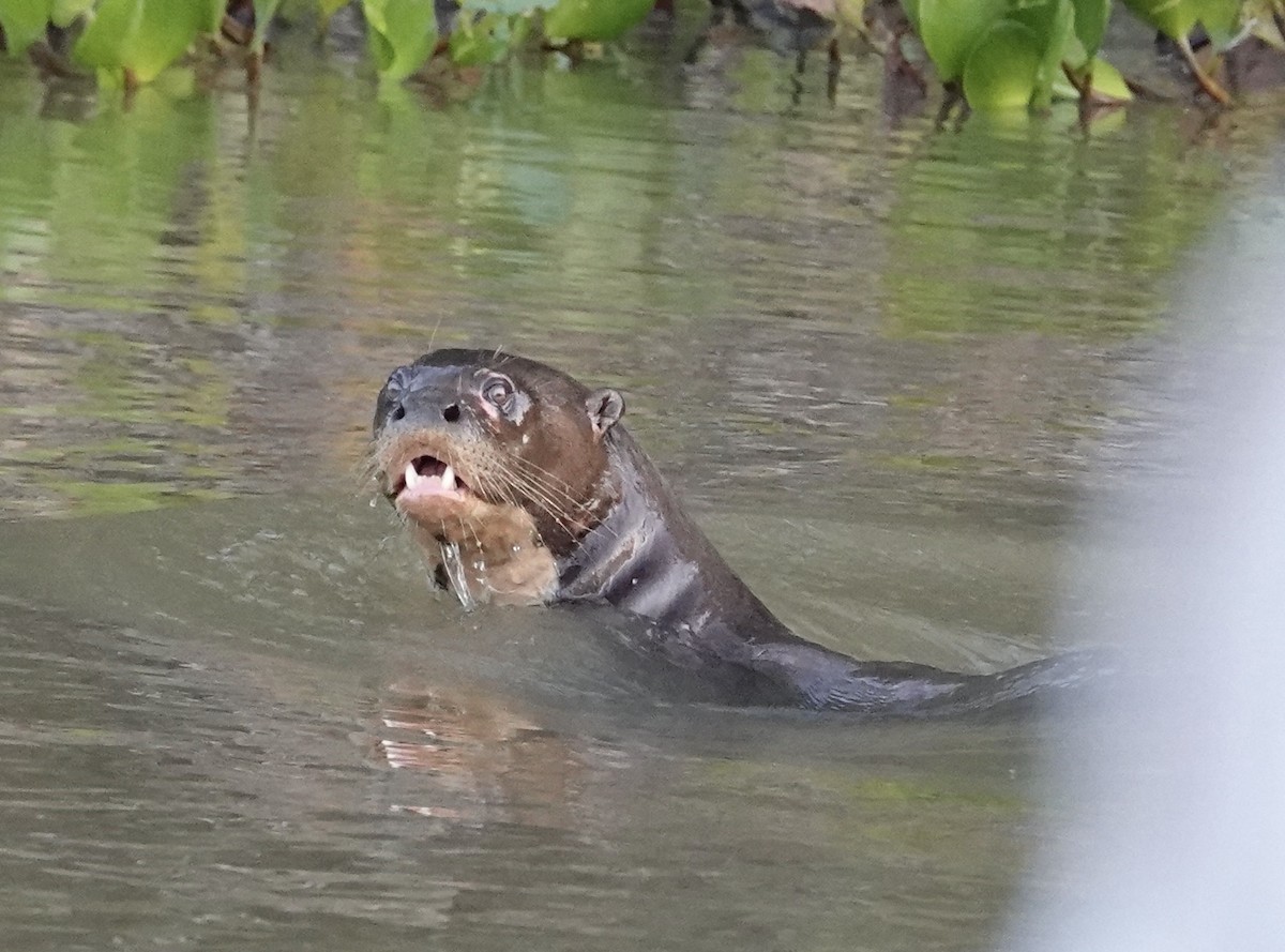 Giant Otter - ML641805063