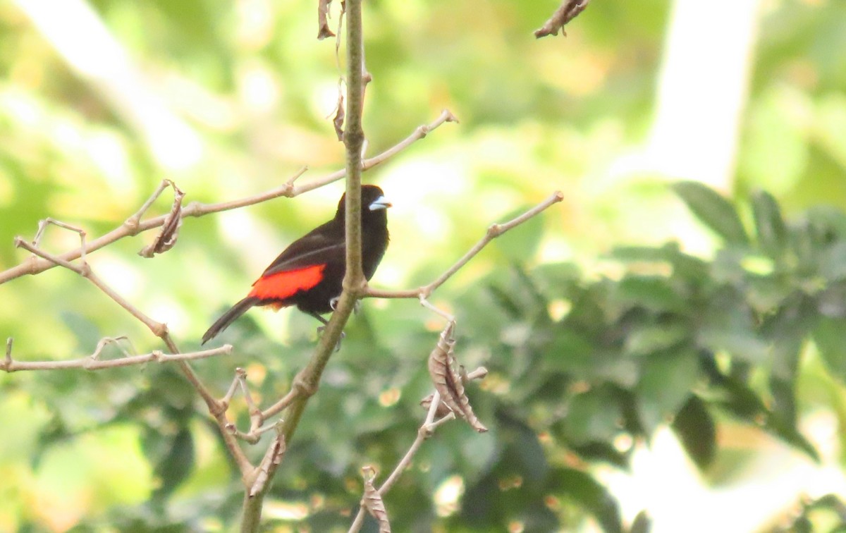 Scarlet-rumped Tanager - ML641805069