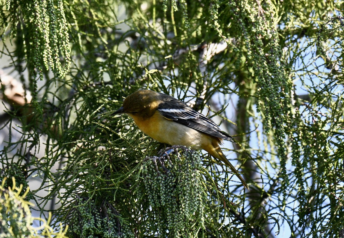 Baltimore Oriole - ML641805081