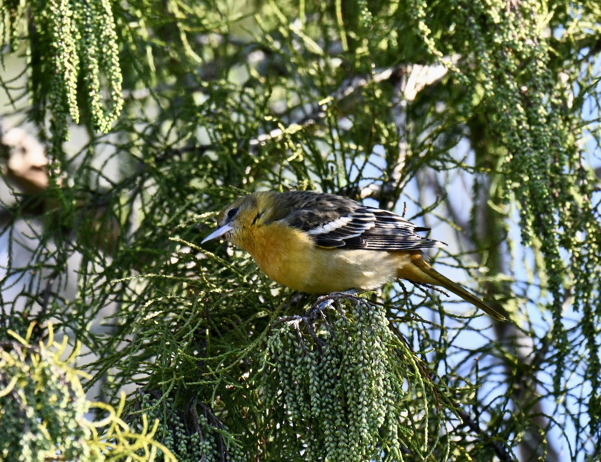 Baltimore Oriole - ML641805082