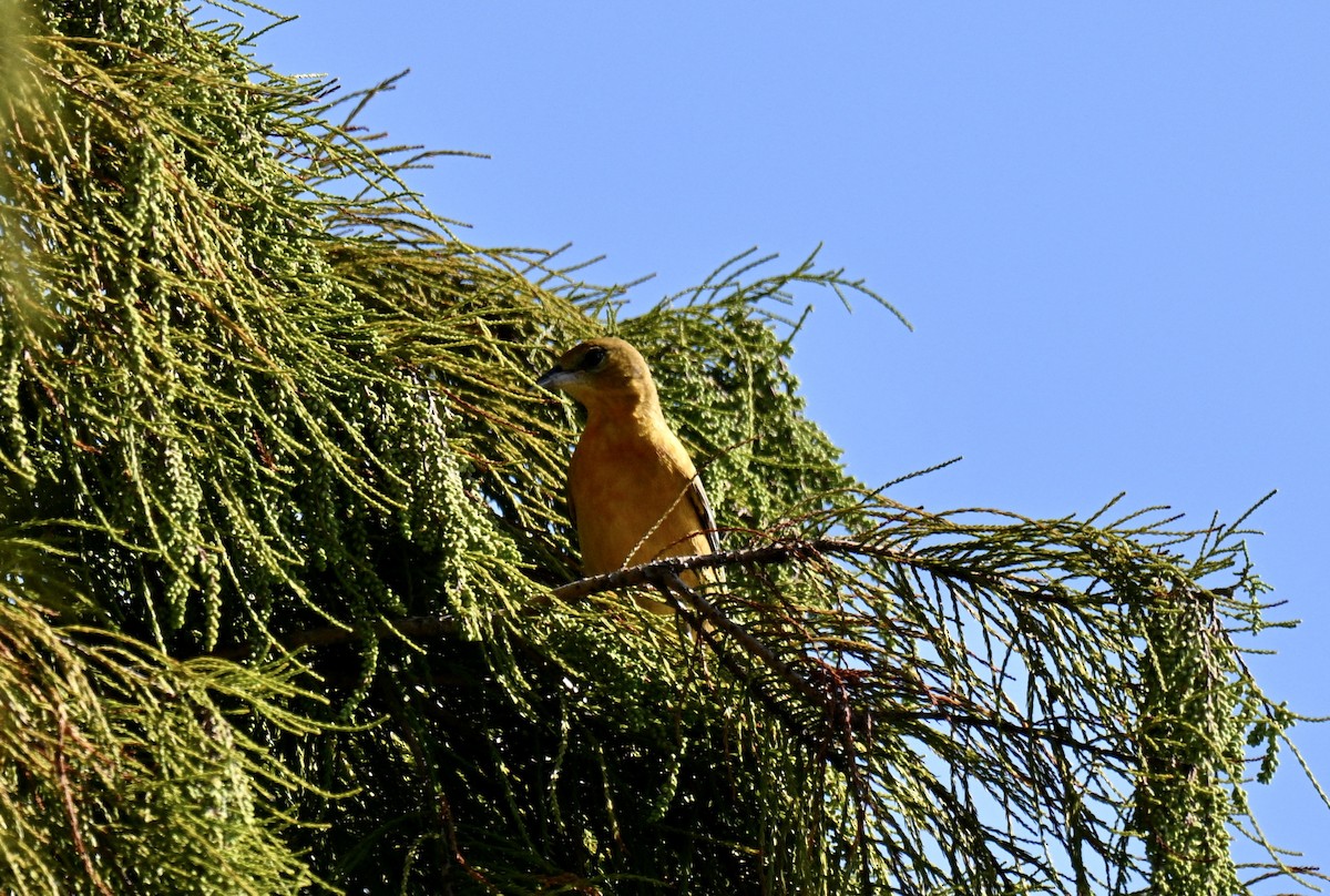 Baltimore Oriole - ML641805083