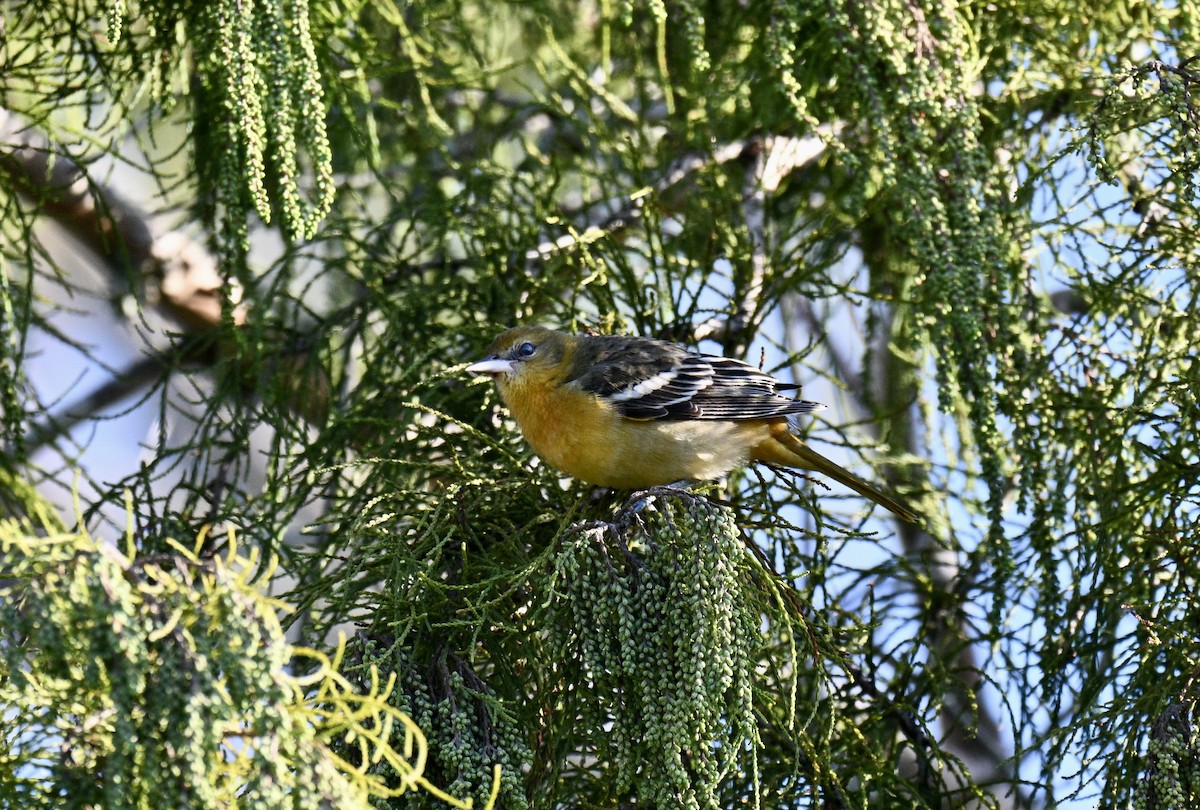 Baltimore Oriole - ML641805084