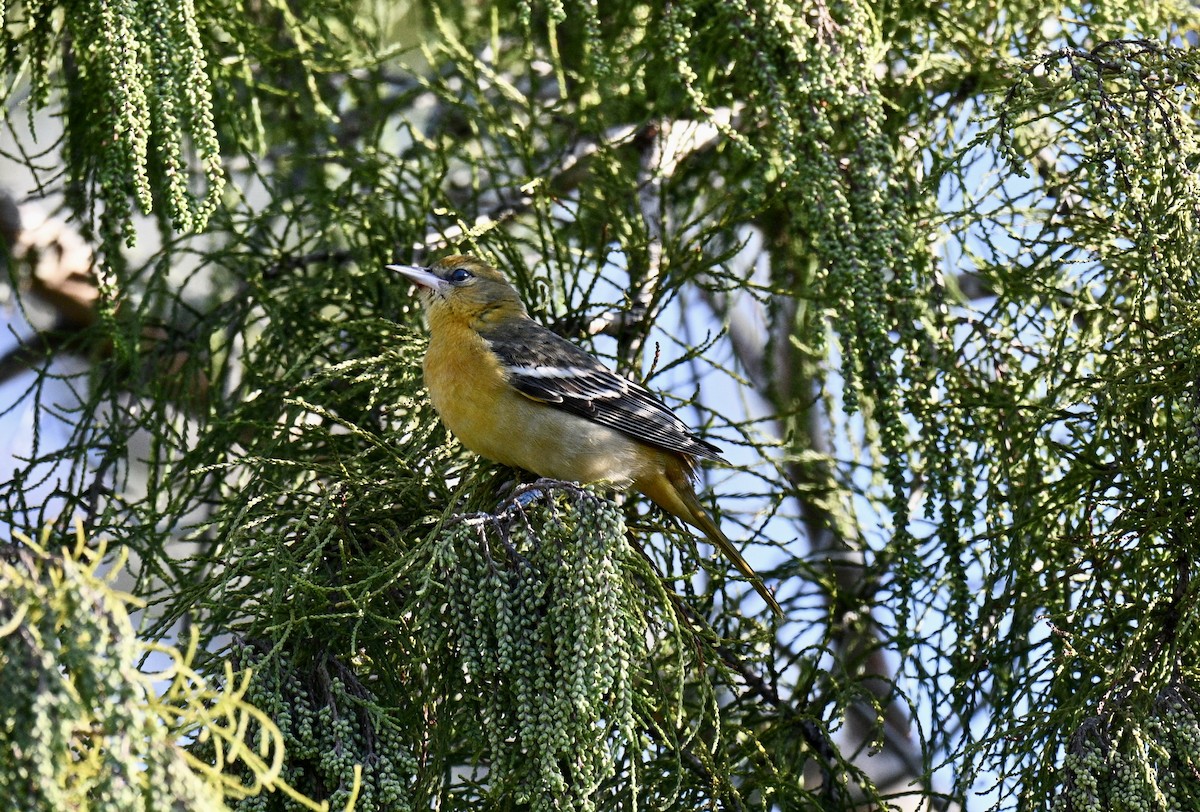 Baltimore Oriole - ML641805085