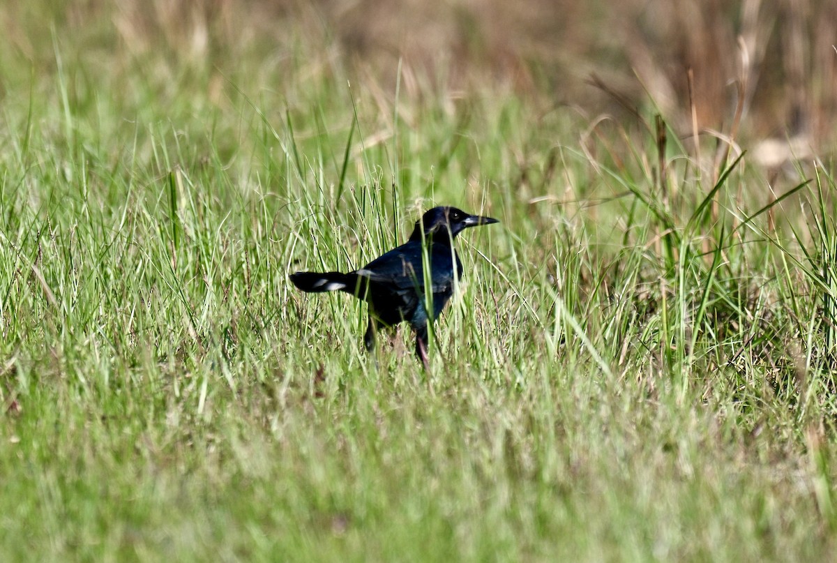 Boat-tailed Grackle - ML641805088