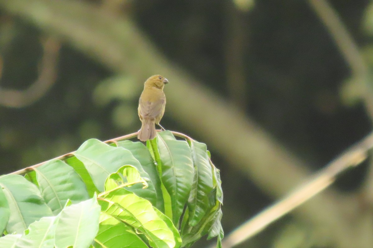 Variable Seedeater - ML641805089