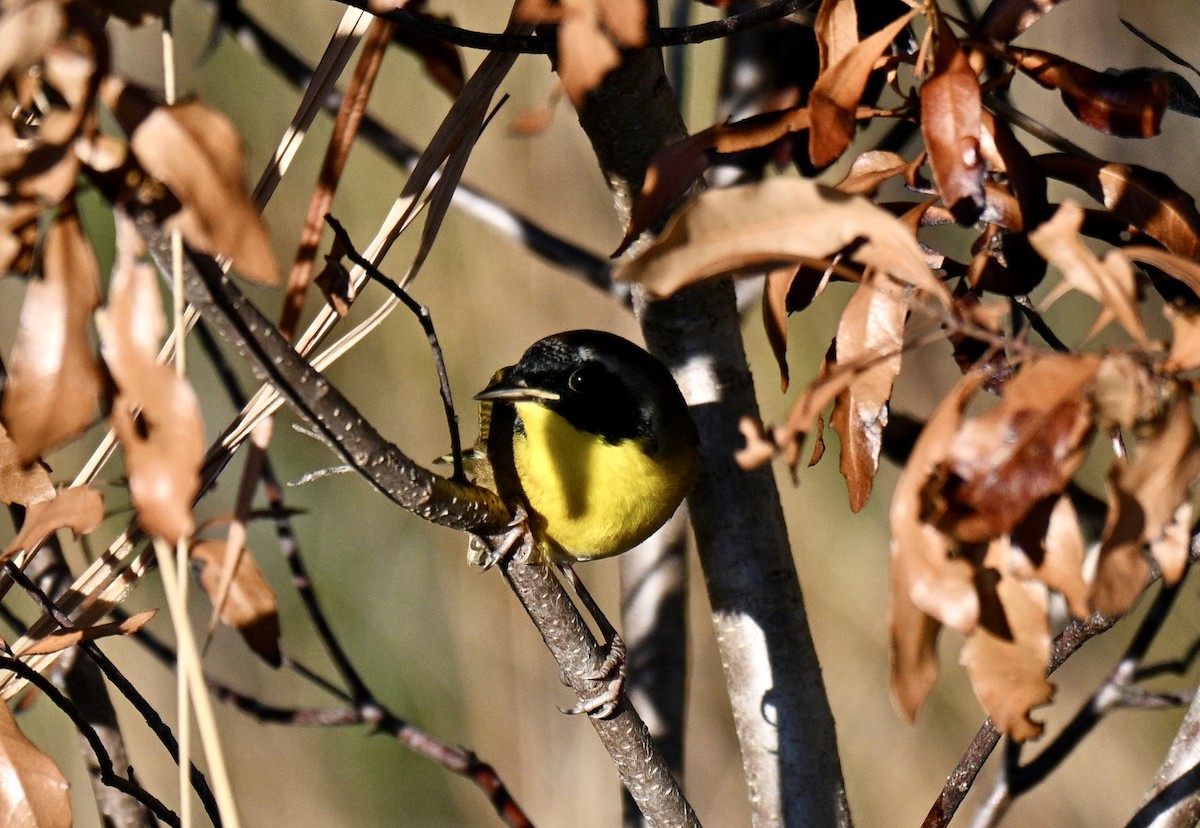 Common Yellowthroat - ML641805099