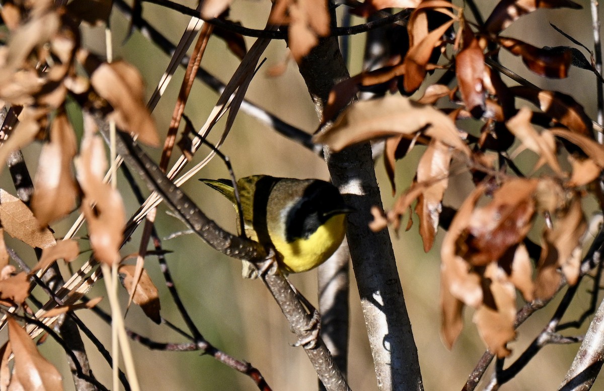 Common Yellowthroat - ML641805101