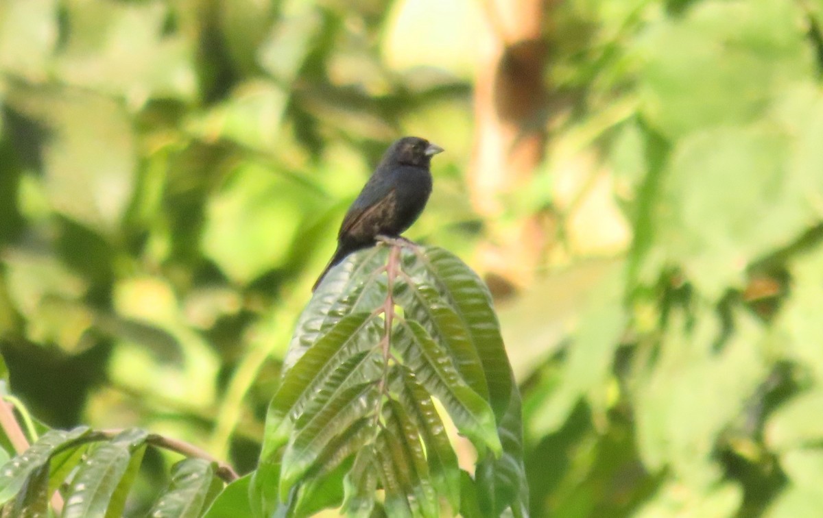 Blue-black Grassquit - ML641805107