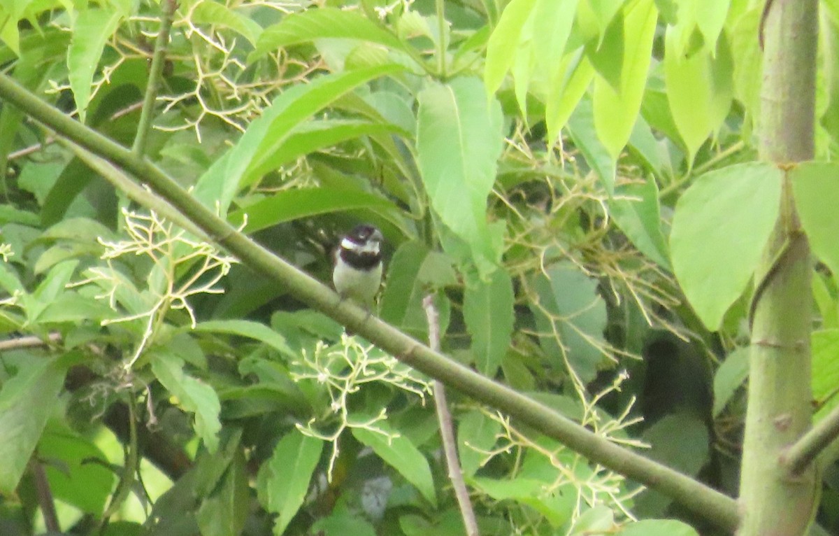 Morelet's Seedeater - ML641805130