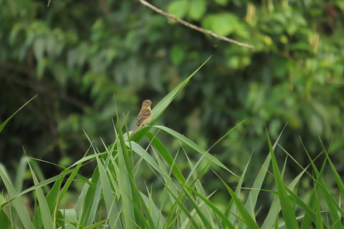 Morelet's Seedeater - ML641805132