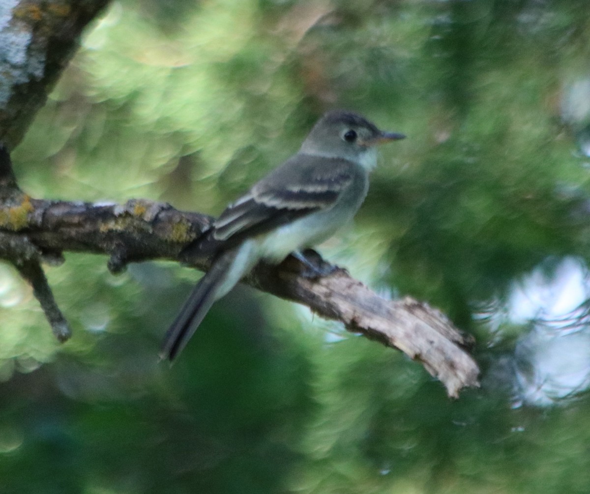 Willow Flycatcher - ML641805156