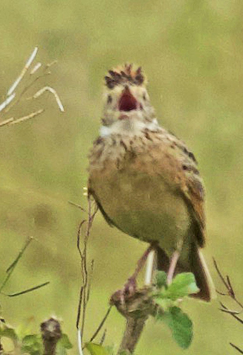 Rufous-naped Lark - ML641805192