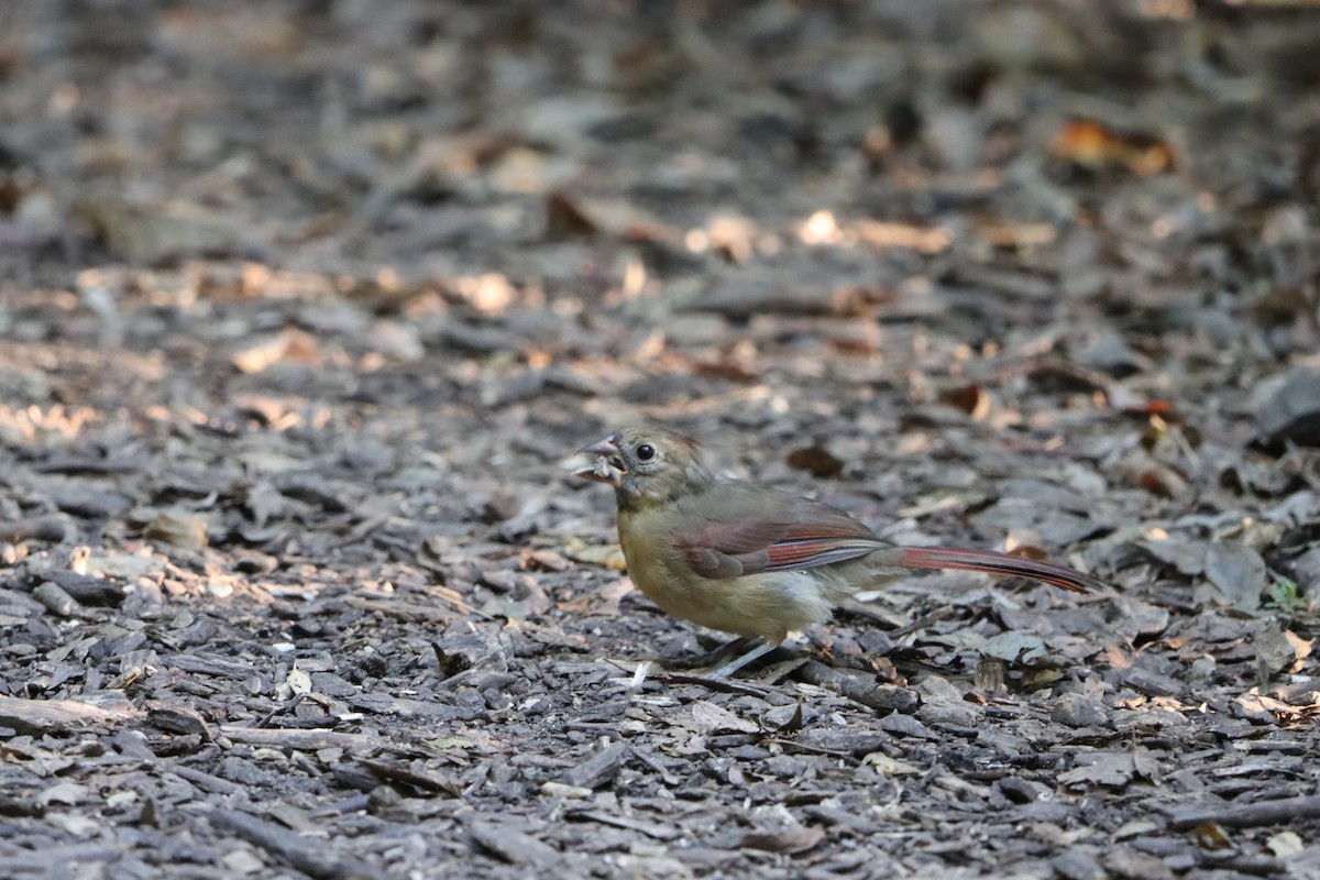 Northern Cardinal - ML641805199