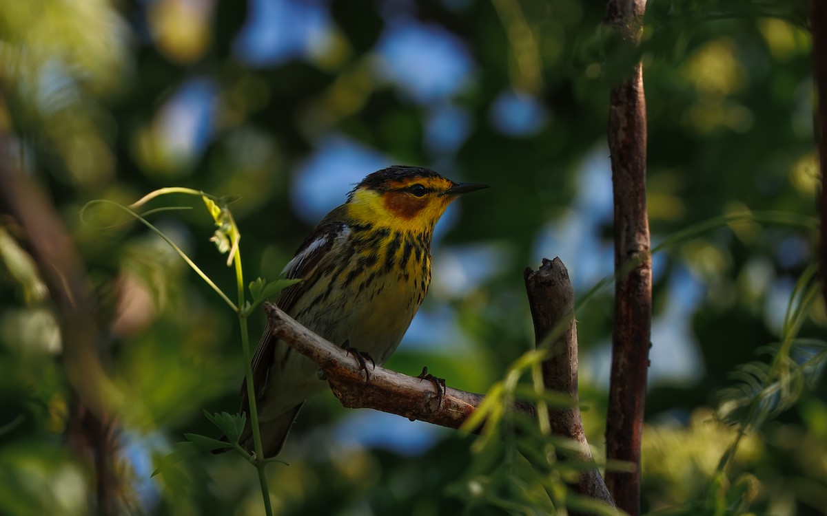 Cape May Warbler - ML641805229