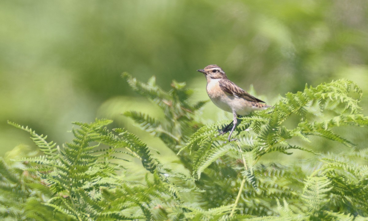 Whinchat - ML641805230