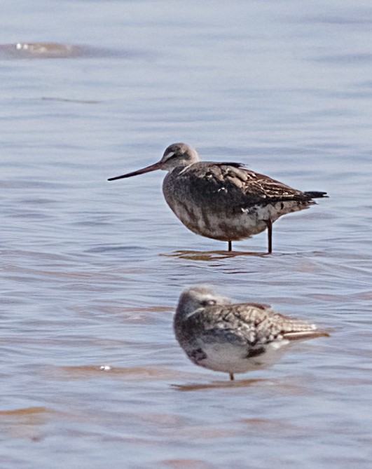 Hudsonian Godwit - ML641805231