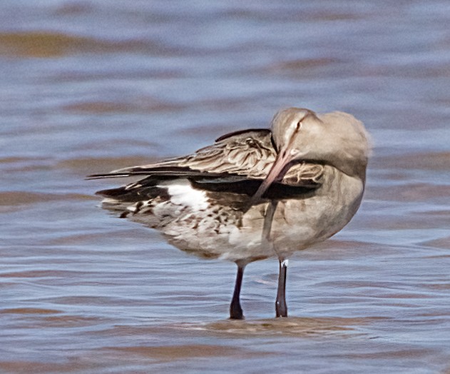 Hudsonian Godwit - ML641805239