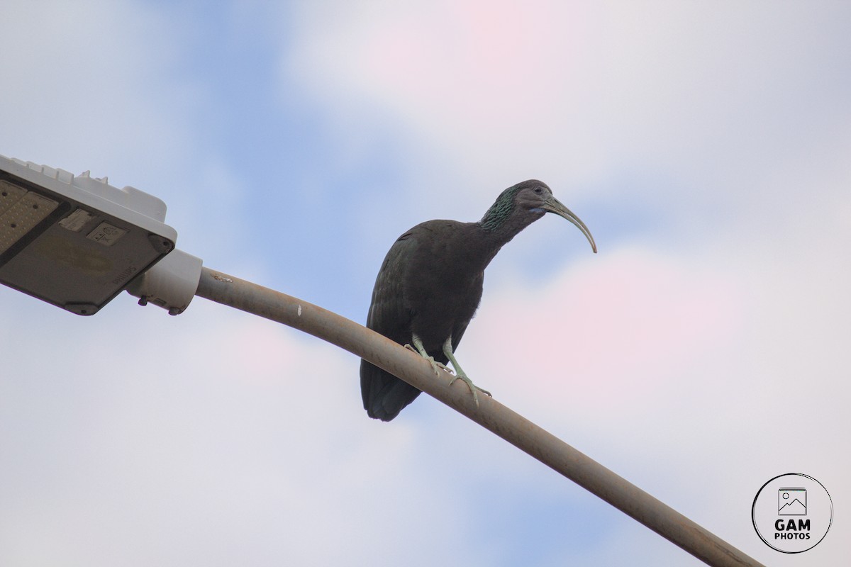 Green Ibis - ML641805240