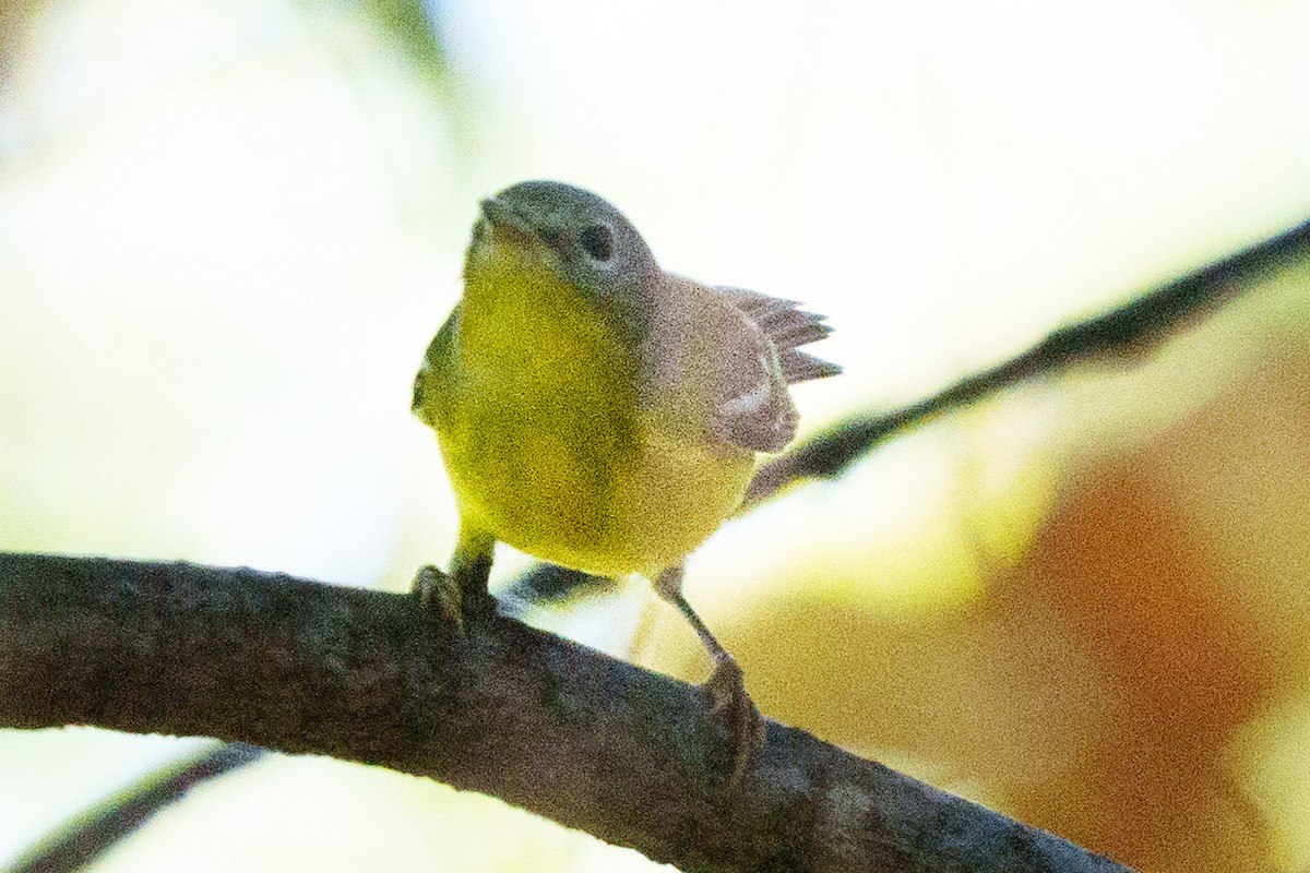 Magnolia Warbler - ML641805241
