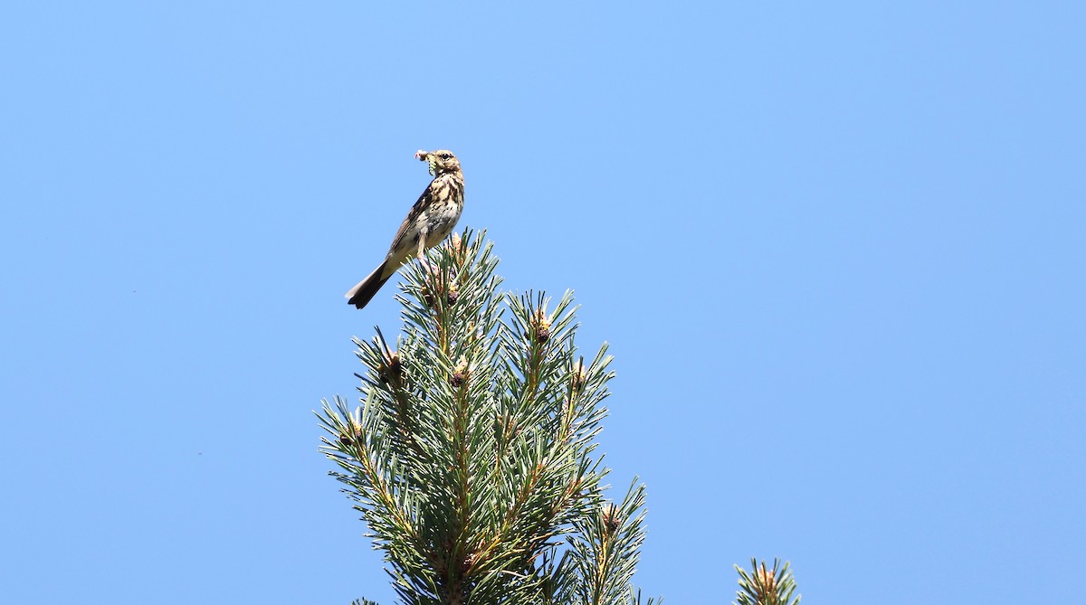 Tree Pipit - ML641805242