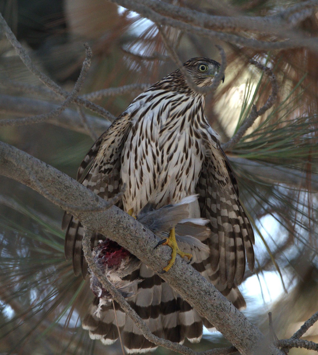 Cooper's Hawk - ML641805243