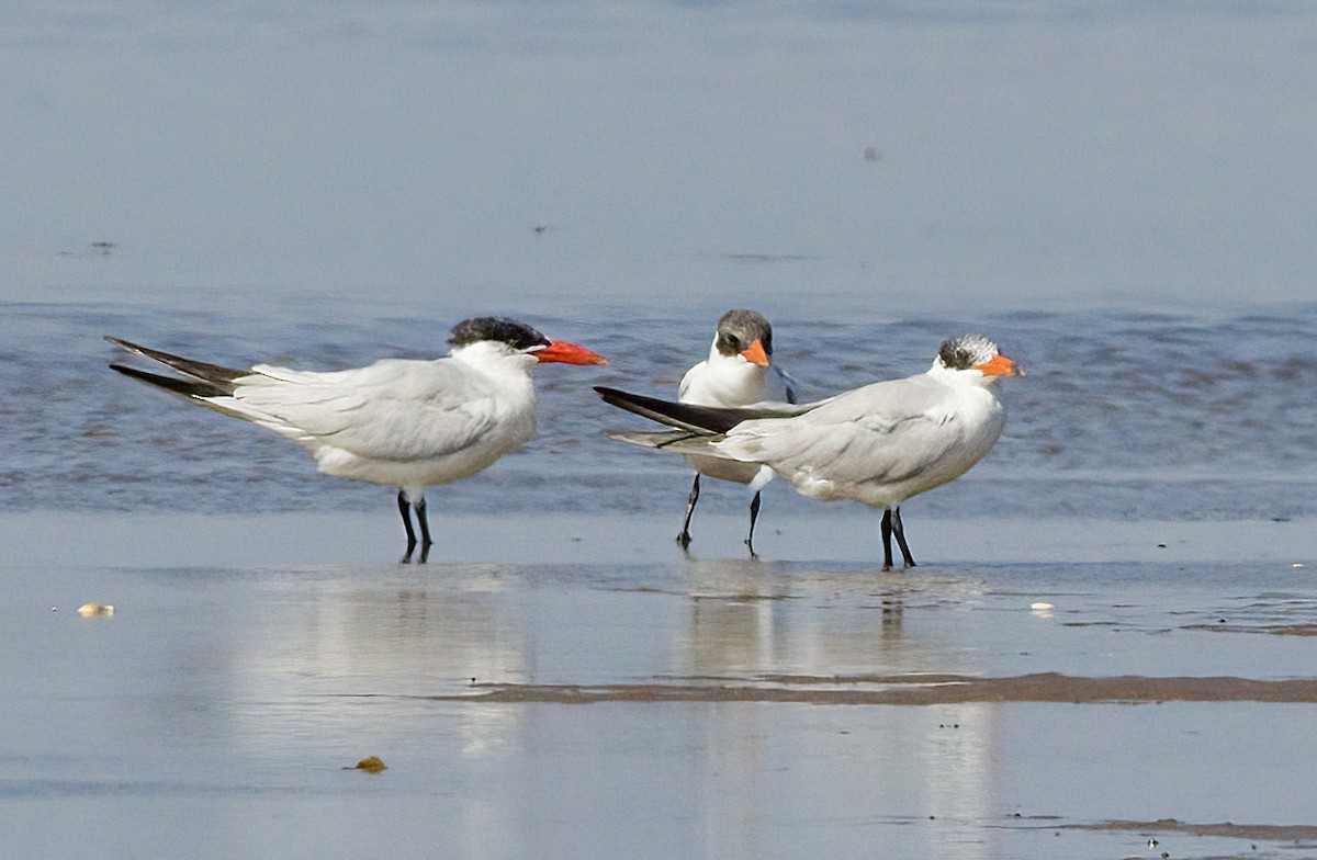 Caspian Tern - ML641805250