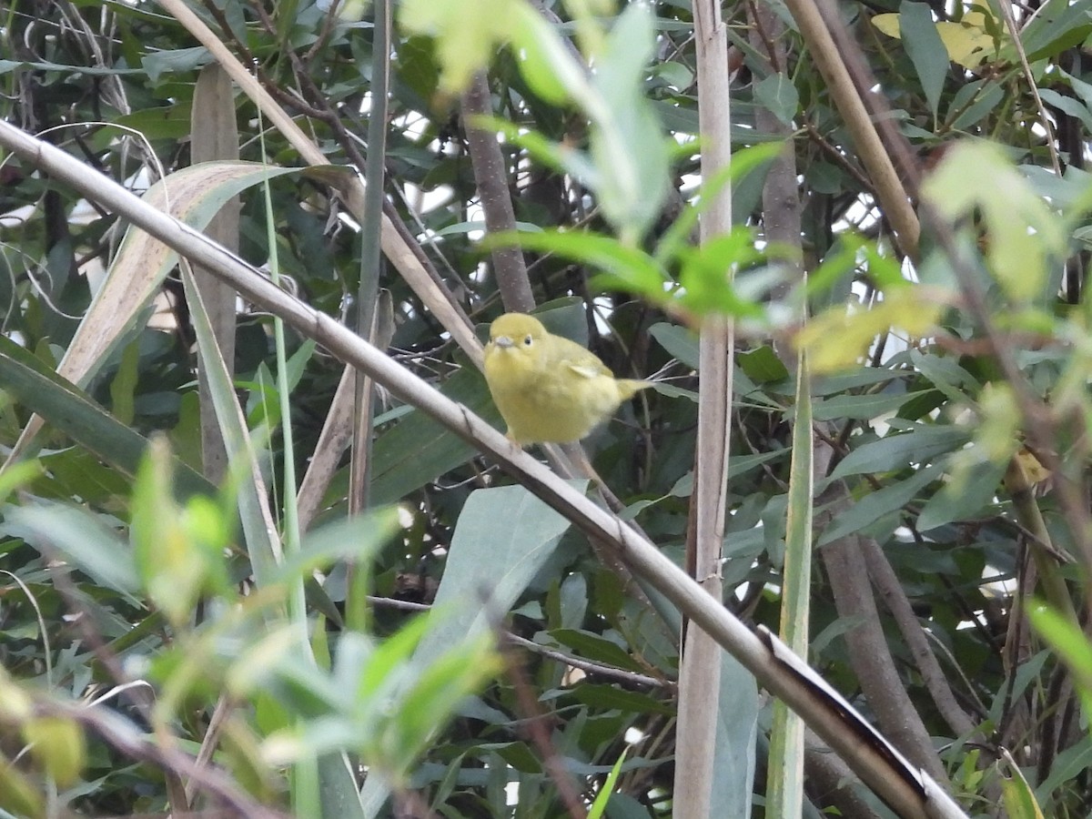 Yellow Warbler - ML641805251