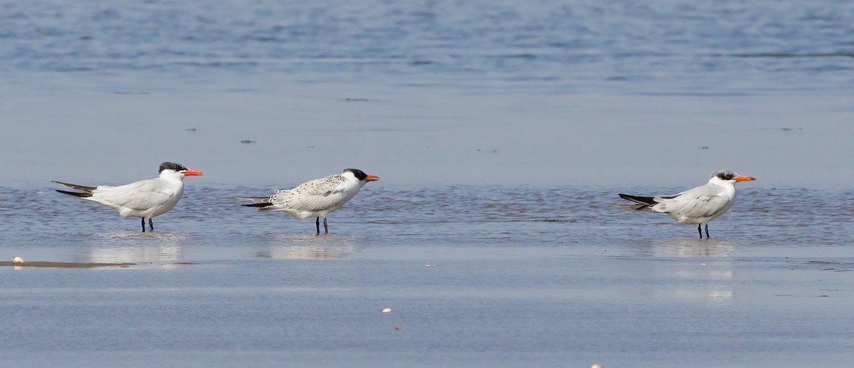 Caspian Tern - ML641805252