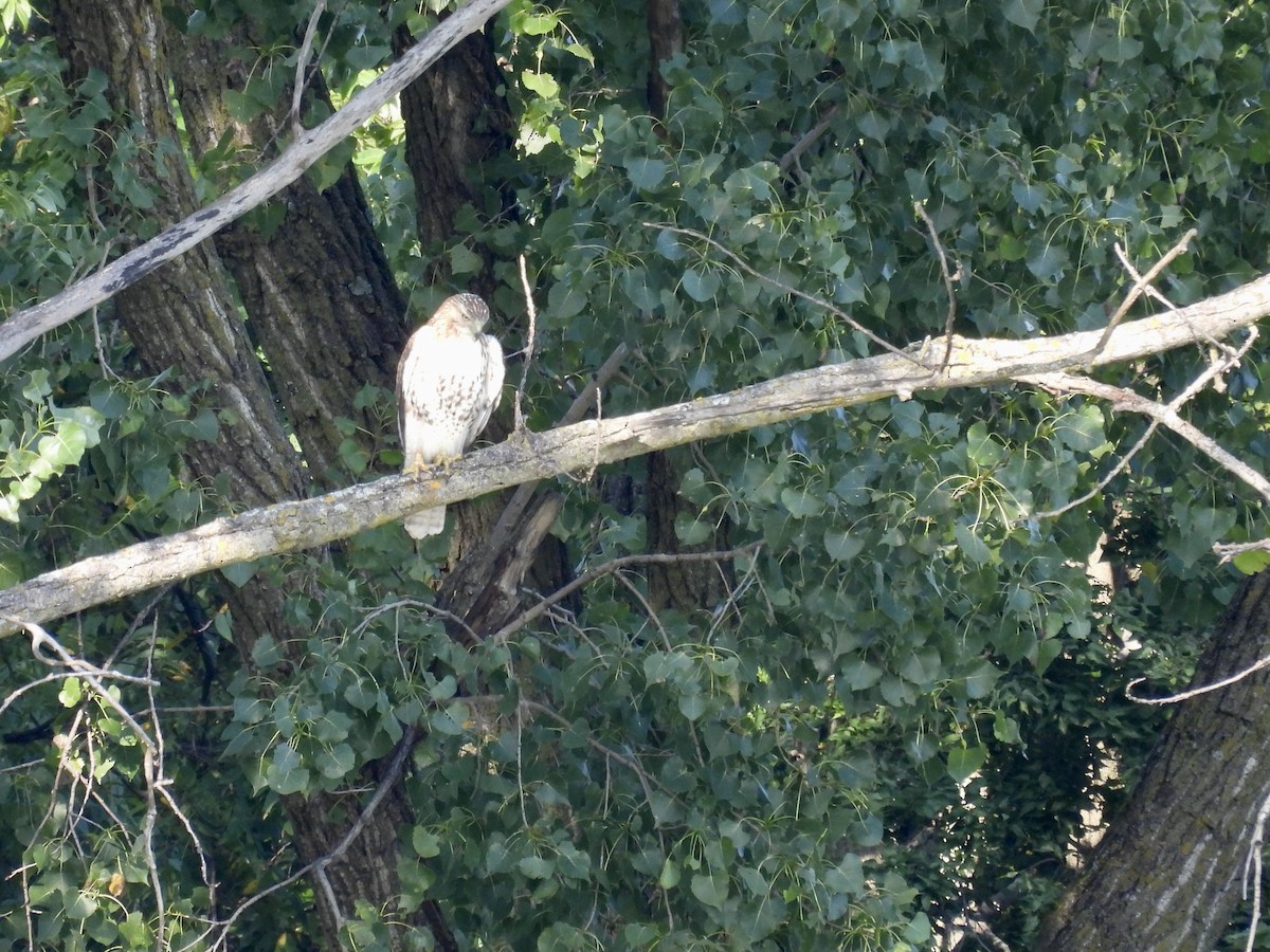Red-tailed Hawk - ML641805254
