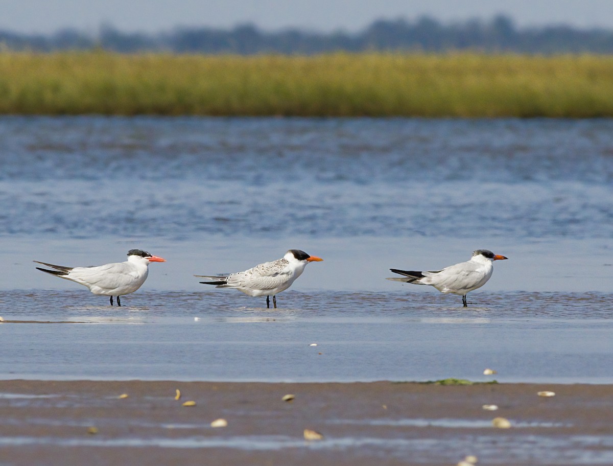 Caspian Tern - ML641805255
