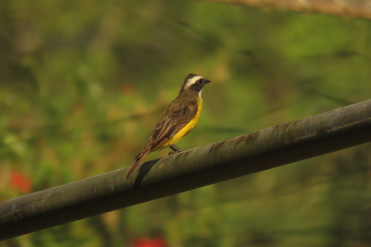 Social Flycatcher - ML641805257