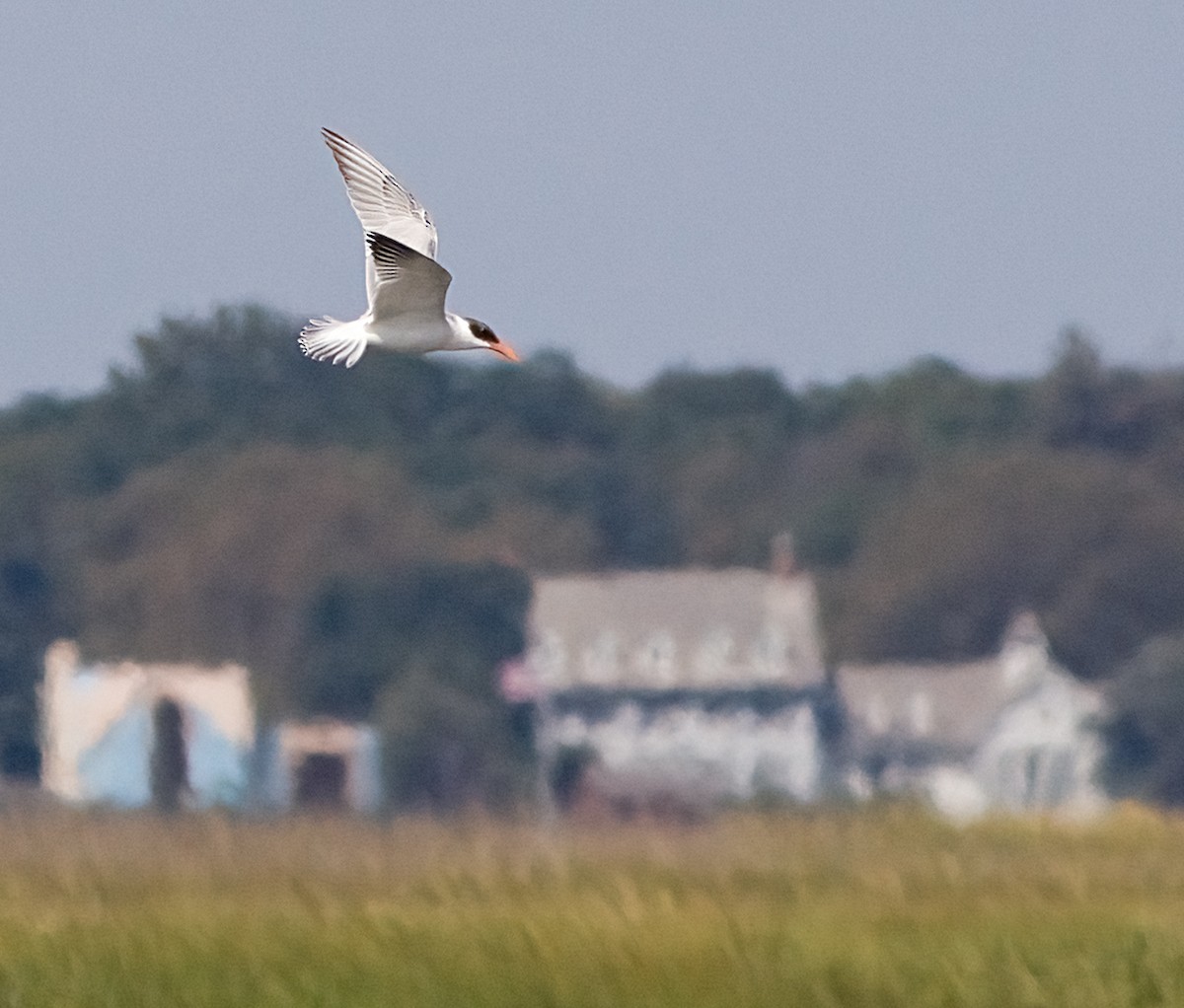 Caspian Tern - ML641805258